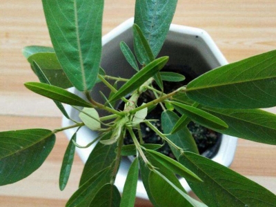 跳舞草種子可以去哪兒批發(fā)？