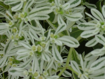 銀邊翠什么時候開花開花開多久？