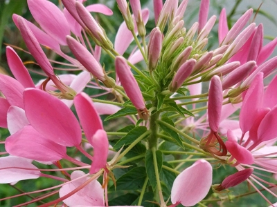 醉蝶花種子每平方米土地播種多少種子？