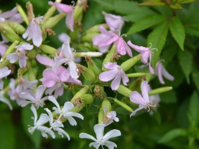 肥皂草應(yīng)該在幾月份播種？