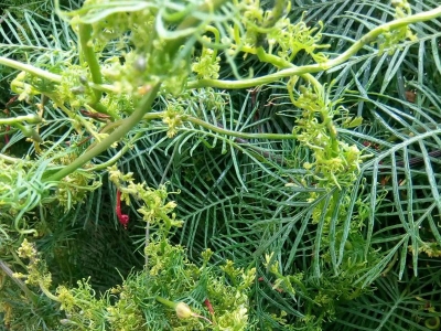 每平方米土地羽葉鳶蘿種子應(yīng)該播種多少？