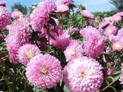 如何才能養(yǎng)好茼蒿菊，需要注意些什么？