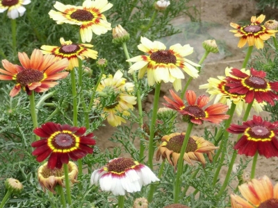 花環(huán)菊栽培需要注意些什么？