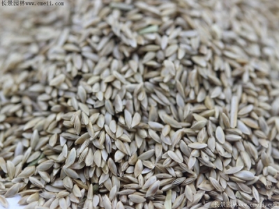 狗牙根草坪怎樣種植？狗牙根草坪的管理技術(shù)？