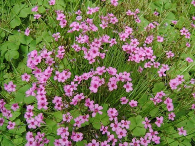 紅三葉草一畝地的產(chǎn)量是多少，如何增產(chǎn)
