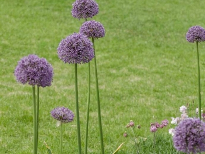 花蔥的開花時(shí)間是什么時(shí)候？