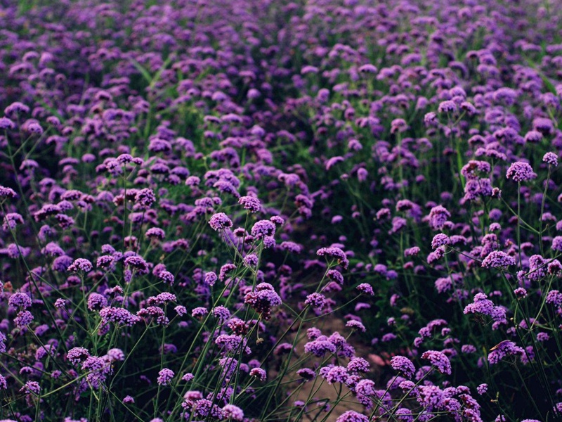 1600003851649792.jpg 1.jpg