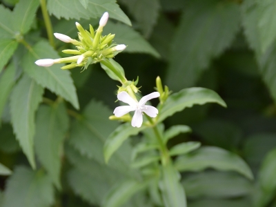 肥皂草的花期是什么時候？
