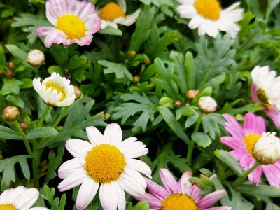 茼蒿菊種子應(yīng)該在幾月份播種？