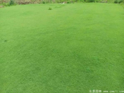 日本結縷草種子的播種方法及種植技巧