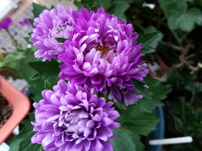 雛菊和翠菊有什么不同？