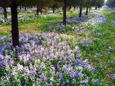 二月蘭什么時(shí)候開花？