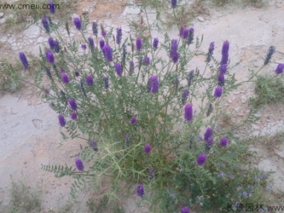 什么時間種植沙打旺種子比較好？