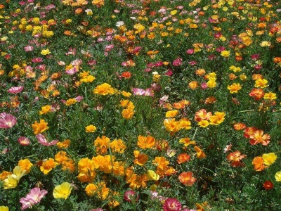 花菱草是罌粟么？