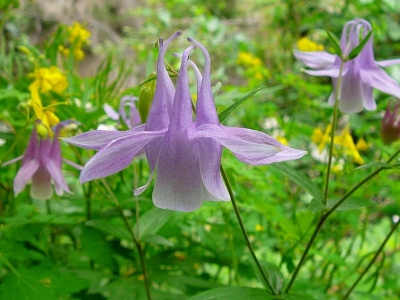 耬斗菜是多年生草本植物么？