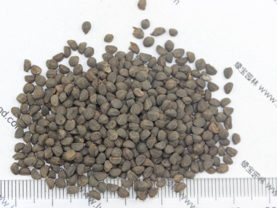 如何提高鶯蘿的發(fā)芽率？