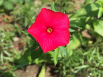 福祿考的生長(zhǎng)期有多長(zhǎng)？
