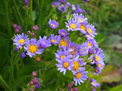 紫菀種子的發(fā)芽開(kāi)花時(shí)間