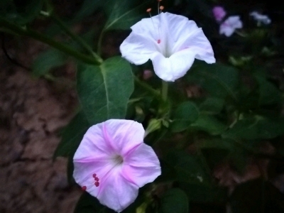 紫茉莉的別名有哪些？