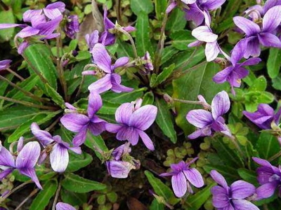 紫花地丁種子的價(jià)格是多少？
