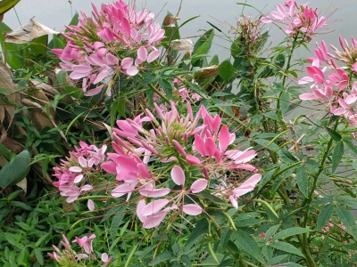 醉蝶花種子去哪購買？