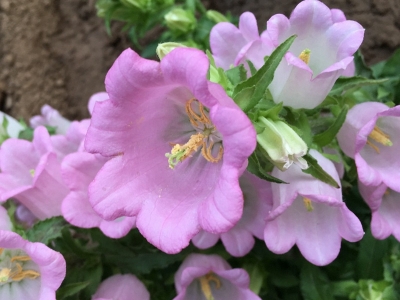 風(fēng)鈴花的寓意是什么？