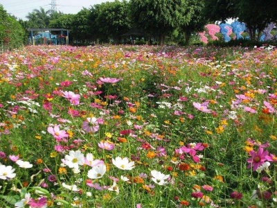 進(jìn)口野花組合種子播種幾天發(fā)芽多久開(kāi)花？