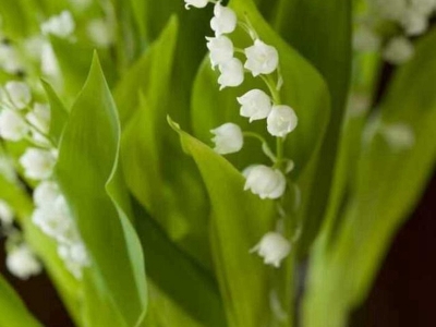 風(fēng)鈴花種子可以去哪里批發(fā)得到？