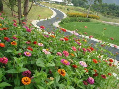 進(jìn)口野花組合什么時(shí)候開(kāi)花花期有多久？