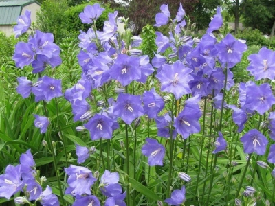 風(fēng)鈴花種子的播種量應(yīng)該如何控制？大約有多少？