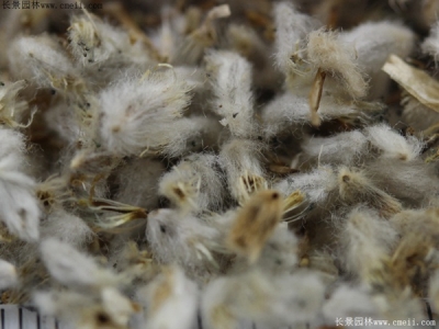 永生菊種子多少錢一斤