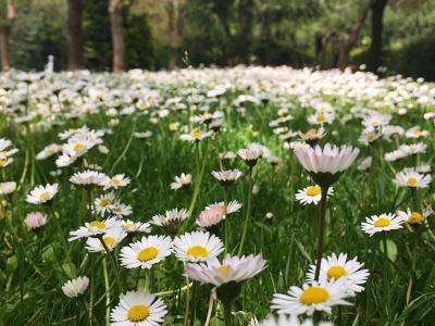 雛菊幾天發(fā)芽多久開花？