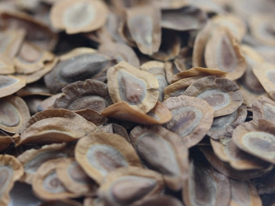 馬利筋的藥用價(jià)值體現(xiàn)在哪幾個(gè)方面？