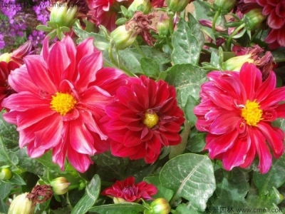 小麗花種子多久發(fā)芽，小麗花種子怎么播種