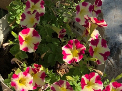 矮牽牛種子每平方米土地應(yīng)該播種多少克？