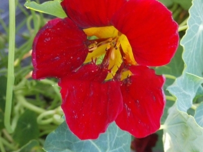 旱金蓮種子怎么種？