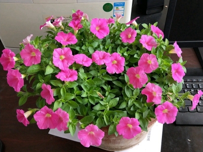 矮牽牛品種哪個比較好？