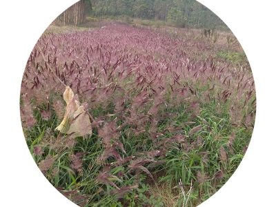 糖蜜草花朵枯萎是因為什么？如何處理？