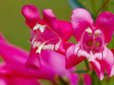 釣鐘柳種子可以去哪兒買？