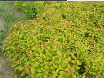 繡線菊什么時(shí)候開(kāi)花