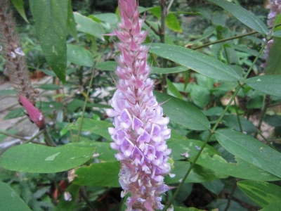 貓尾草種子怎么播種？什么時(shí)候播種好？