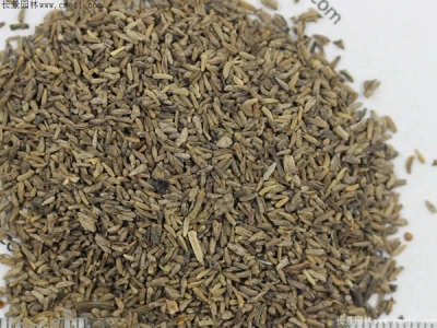 白晶菊什么時(shí)候播種