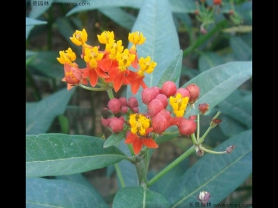 馬利筋種子哪里有賣的？