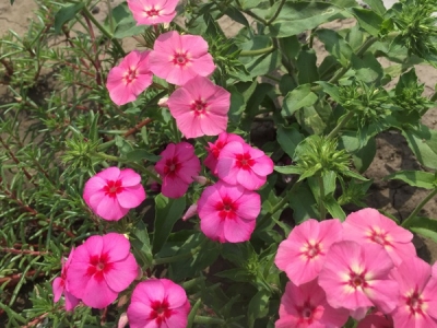 福祿考種子多少錢一斤？