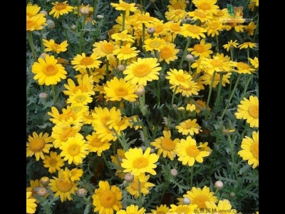 茼蒿菊種子需要泡水嗎