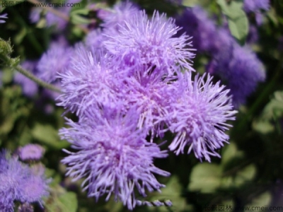 藿香薊種子怎么種？