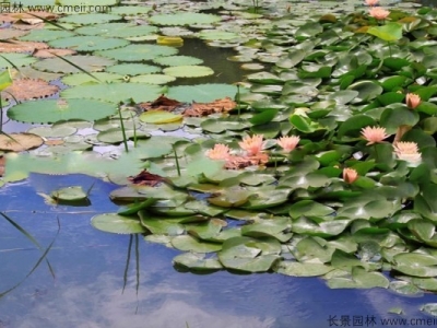 睡蓮的花語(yǔ)是什么？