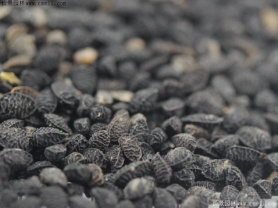 黑種草種子多少錢一斤？