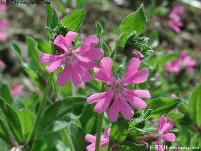 矮雪輪種子什么時(shí)候開(kāi)花