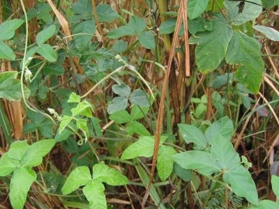 大翼豆種子的種植方法